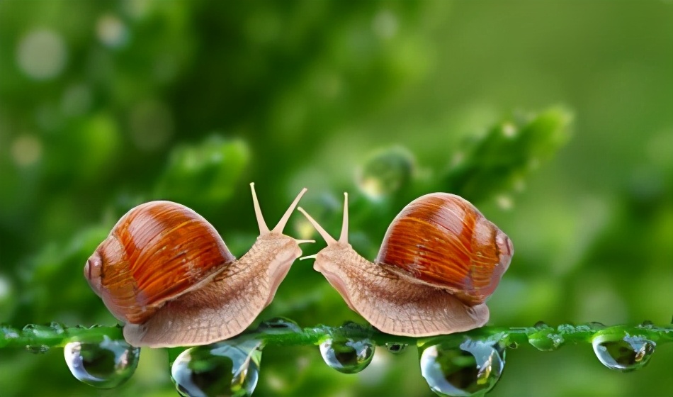 牛年话牛:蜗牛的奖牌