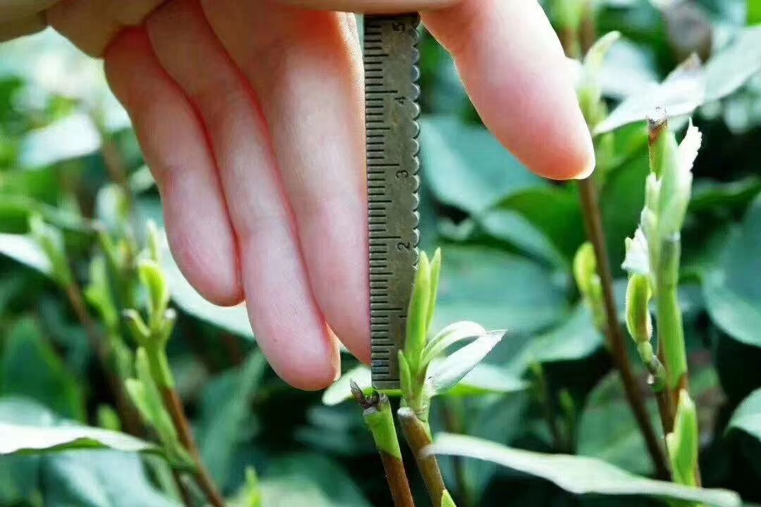 喝茶就喝高山云雾茶,喝茶就喝云雾茶