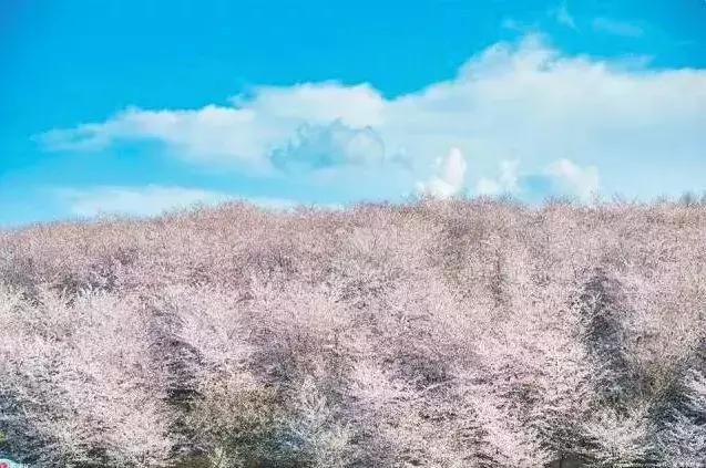 去日本观赏樱花最佳去哪个岛,去日本观赏樱花可能去什么岛