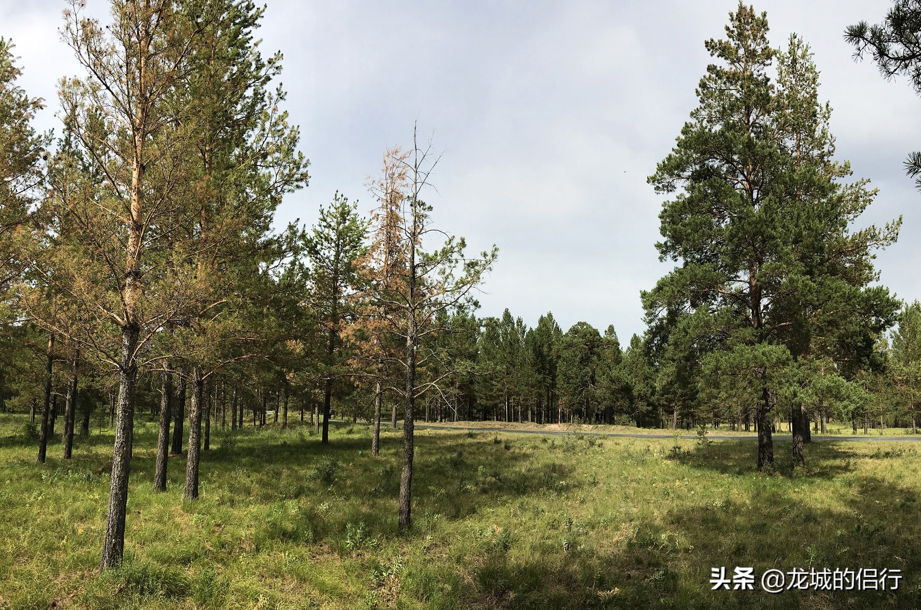 金帐汗国有哪些蒙古部落,正蓝旗金帐镇大营