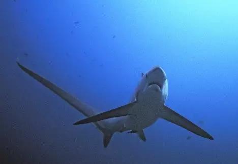 世界上最诡异的八种鲨鱼,世界上最诡异的十种鲨鱼