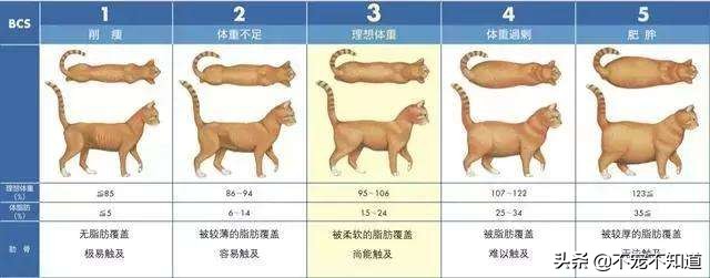 猫咪超过三天不吃东西——小心有疾病潜伏