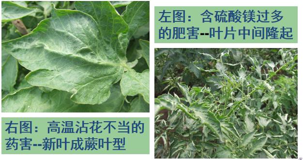 西红柿转色慢怎么解决,西红柿转色的最佳温度