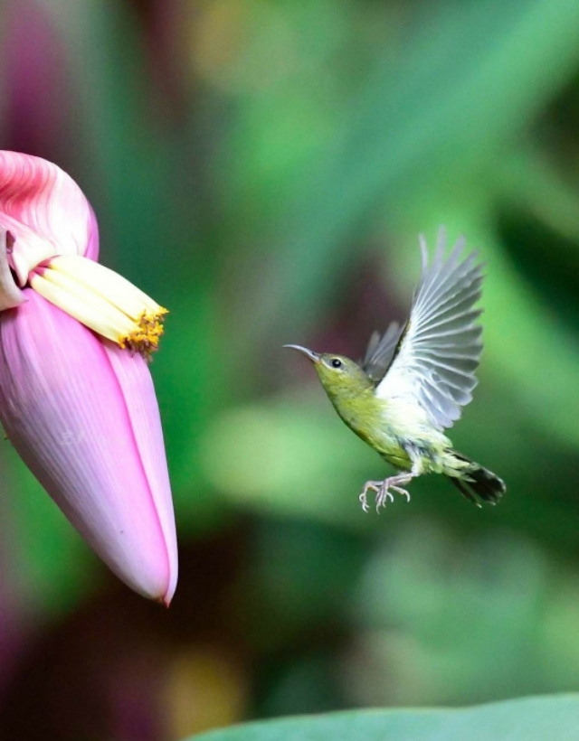 太阳鸟品质,太阳神鸟绝美