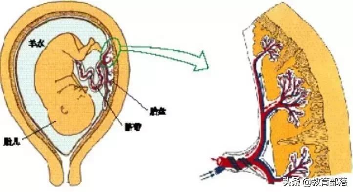 初中生物会考复习计划,初中生物会考复习资料全套