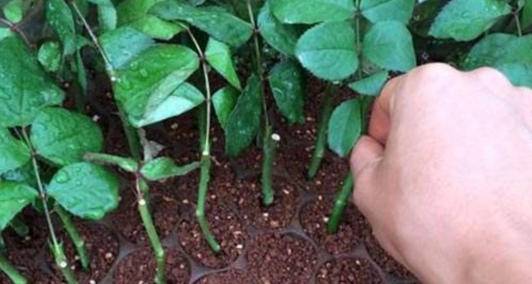 花中皇后月季花视频,小玫瑰月季怎么养护和管理