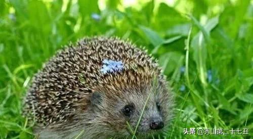 十大最省心又好养的宠物排行,公认十大好养又便宜的宠物