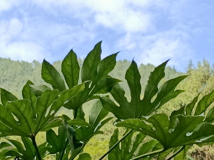 大美武隆仙女山,畅游重庆武隆区仙女山