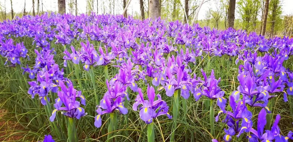 不用去维多利亚!南京溧水惊现布查特花园,文艺值爆表!