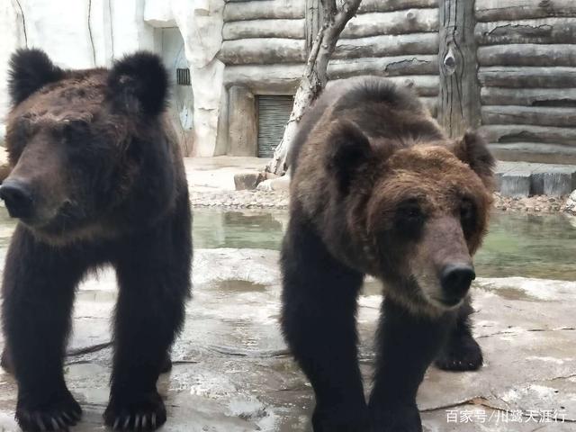 吉尼斯世界最大的马戏剧院,灵玲国际马戏城世界纪录