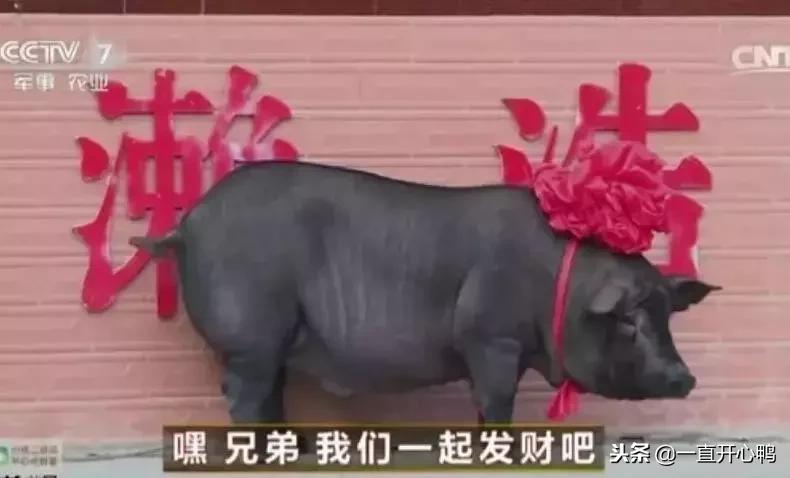 致富经节目现在怎么样了,致富经里的节目真实吗