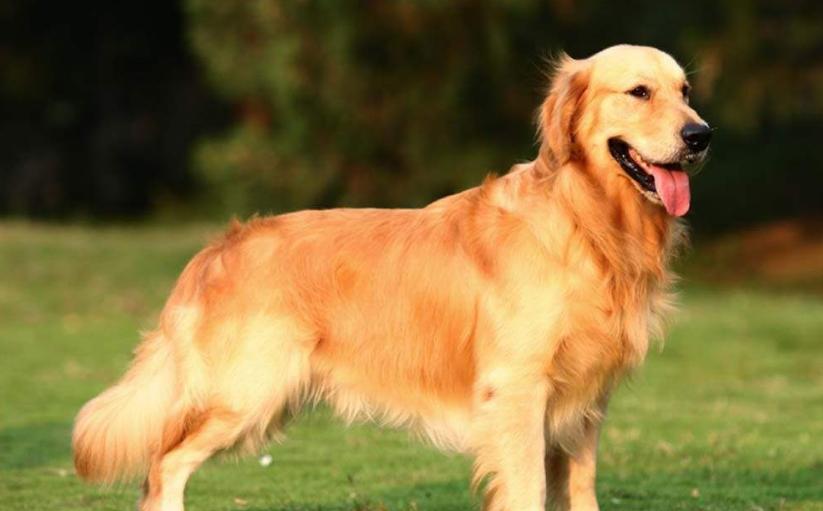 养一条金毛是什么样的体验,养狗狗的基础知识8个月金毛