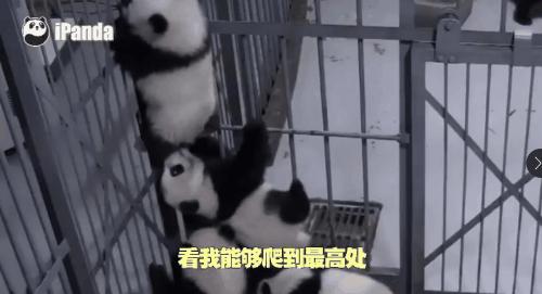 国内可以看熊猫吗,看熊猫要到哪里看