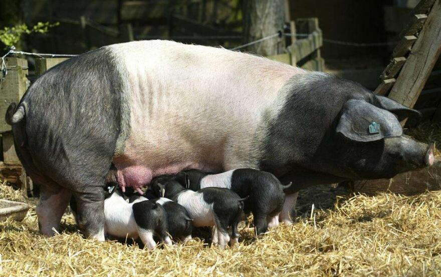 治小猪拉稀的特效药土方法,小猪拉稀土方治疗最好方法