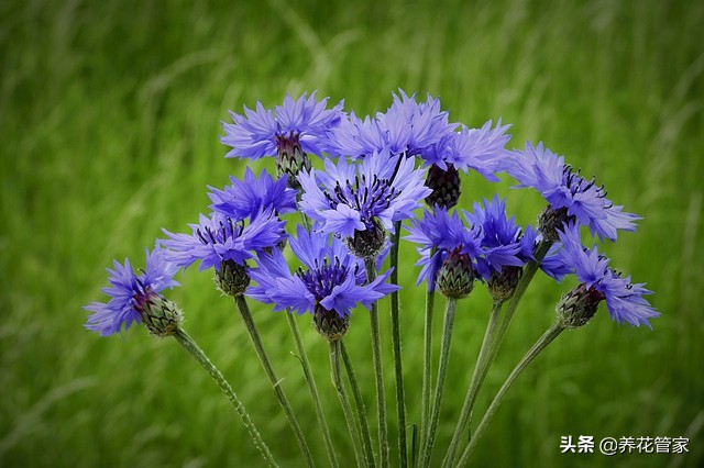 蓝色花卉矢车菊,最名贵的蓝色矢车菊