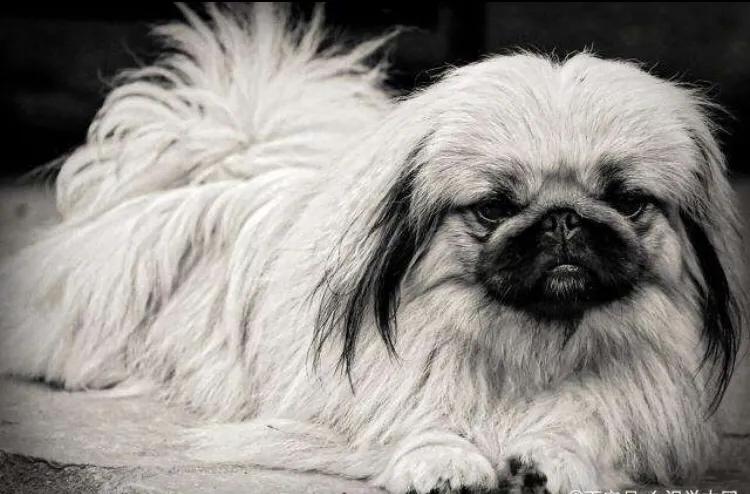 京巴犬为什么是土狗,京巴犬为什么现在没人养了