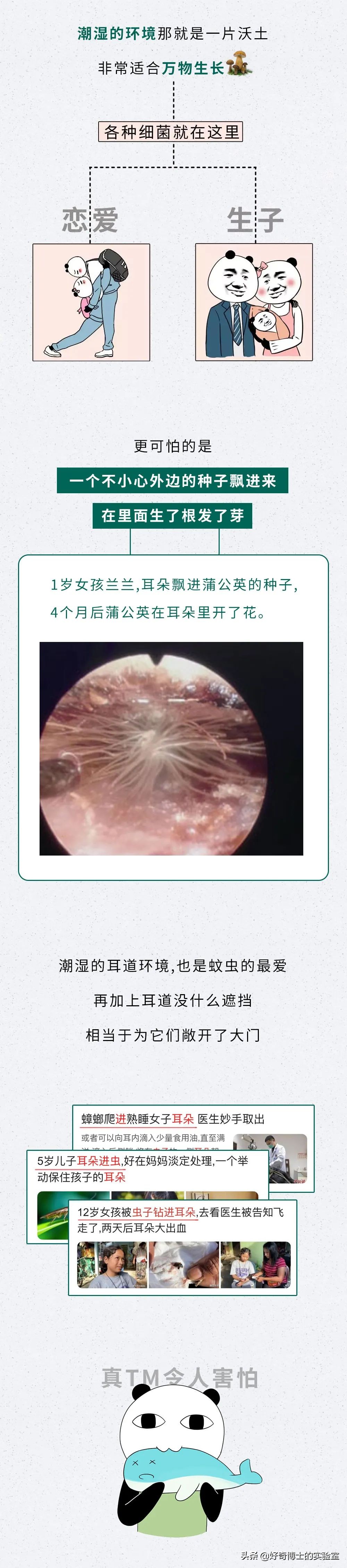 看看8年没有掏耳屎是什么样子,十年不掏耳屎你耳朵有多脏