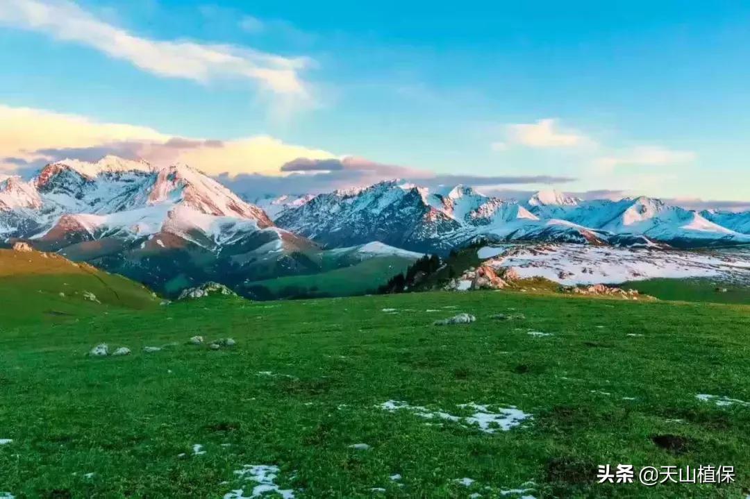 伊犁可克达拉草原,伊犁草原之旅