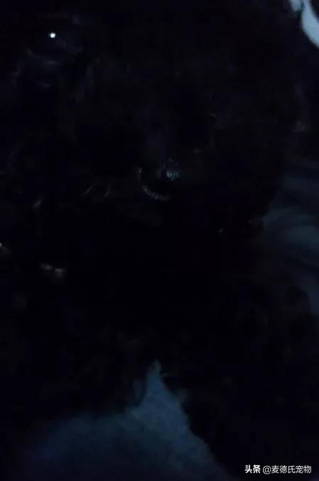 养狗真实感受图片,养狗黑的好还是黄色的好