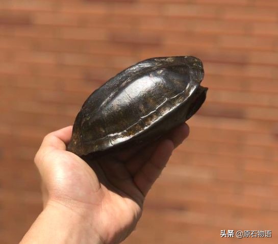 盘龟壳会玉化包浆后效果视频,龟壳盘多久玉化包浆起荧光