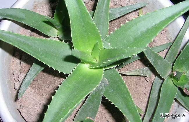 木立芦荟的养殖方法,木立芦荟医疗价值