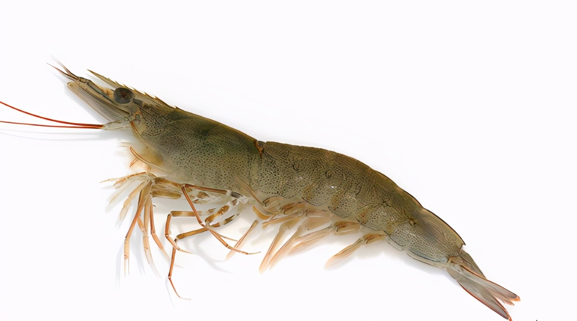 基围虾得名,基围虾真实名字叫什么