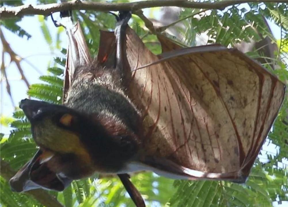 吕宋岛有种狐蝠，不吃虫子也不吸血，为吃上无花果飞行40千米