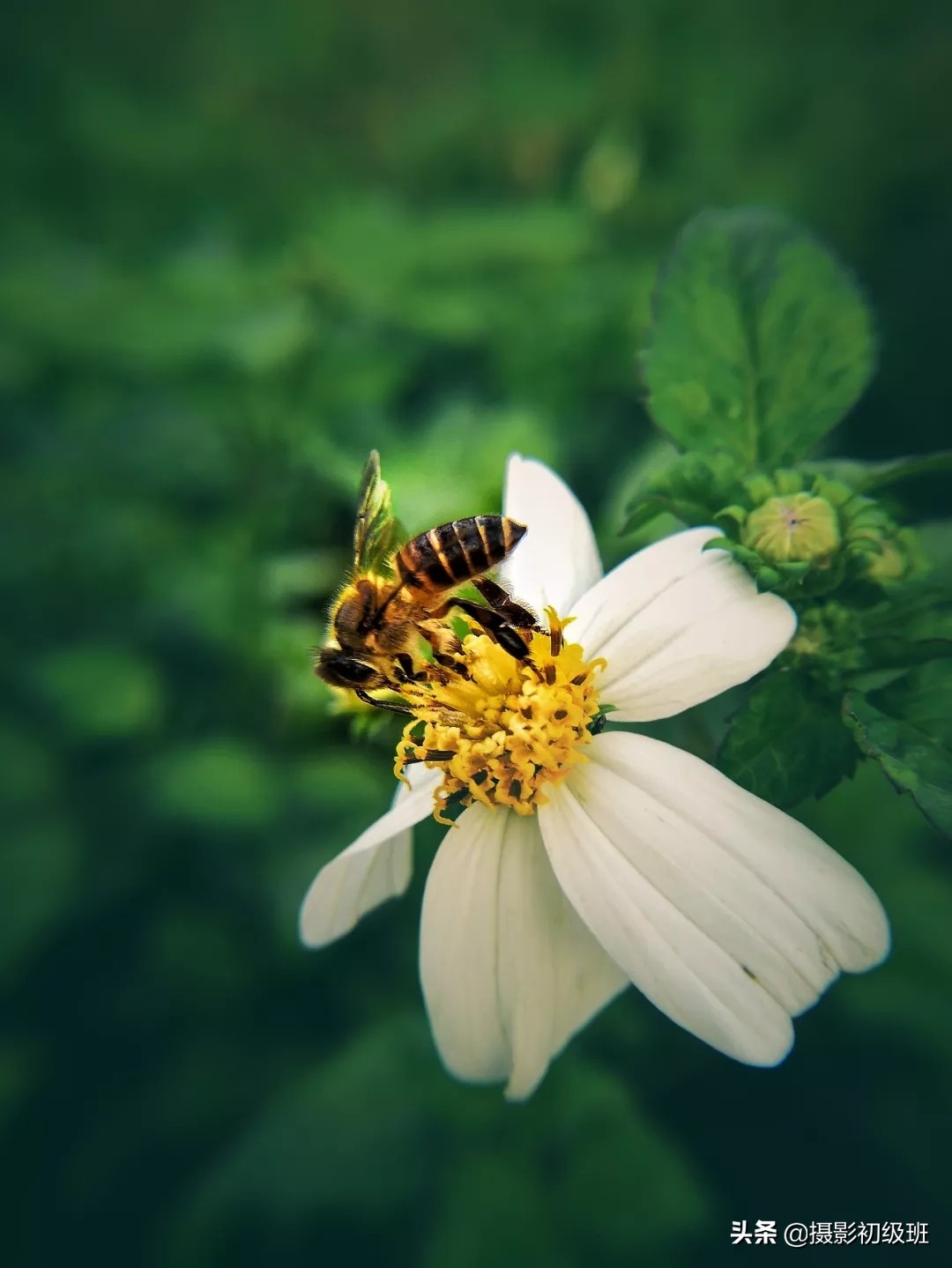 手机微距拍摄技巧视频教程,摄影初学者基础知识视频教程