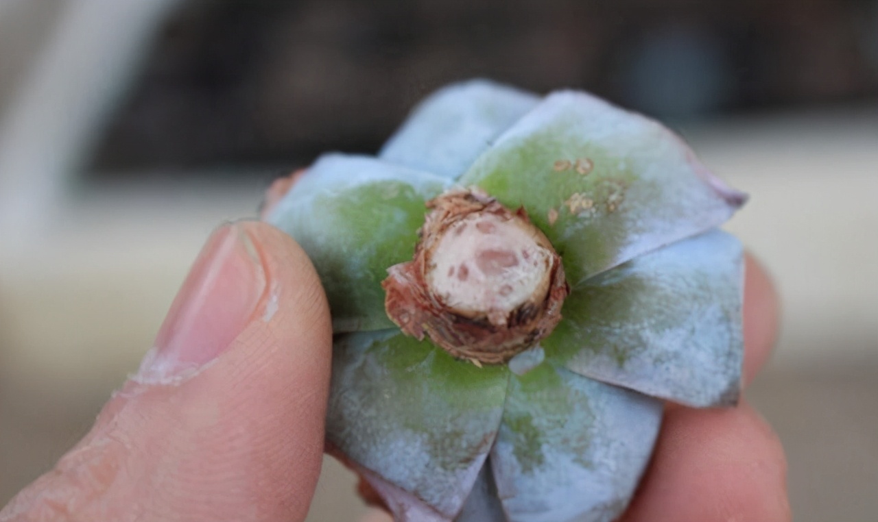 多肉植物有什么症状和注意事项,多肉植物的几种常见病
