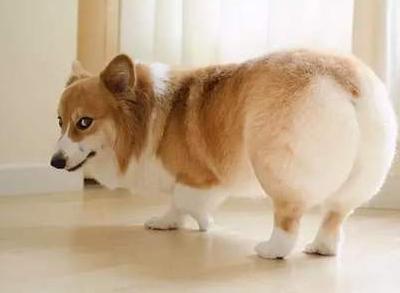 最适合养的十种狗排名,十大最适合新手养的狗排名