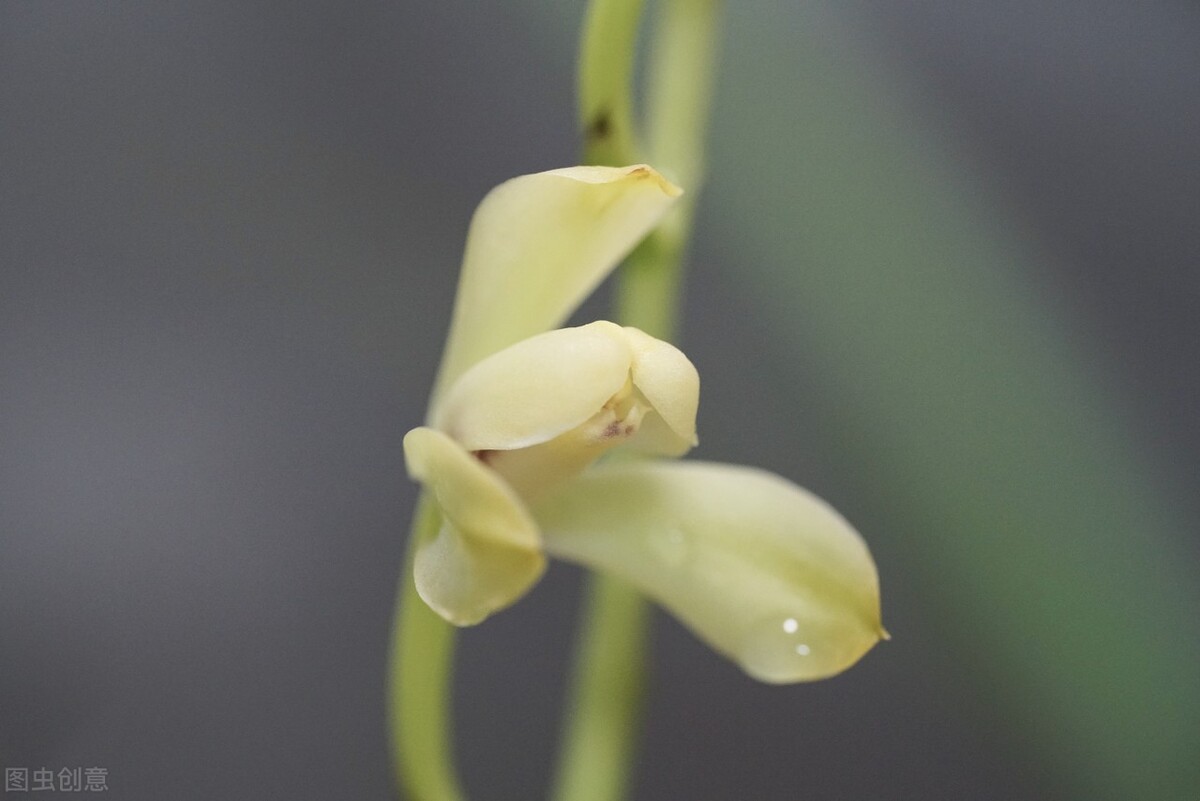 现在买的带花苞的建兰能开花吗,建兰刚开始长花苞怎样养护