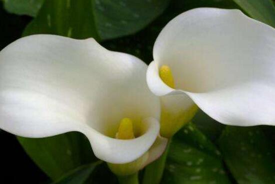 马蹄莲烂根了的处理方法,马蹄莲烂根的原因和治疗方法