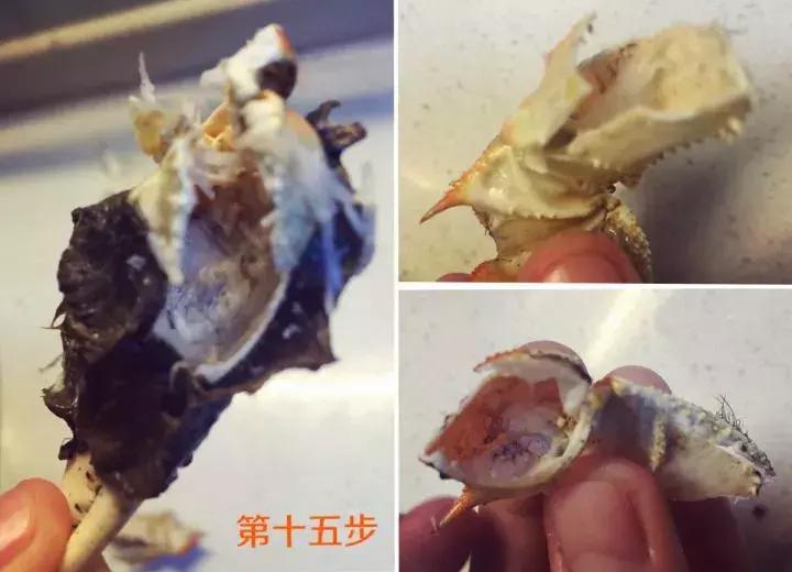 吃螃蟹标准方法,手把手教你怎样吃螃蟹教程