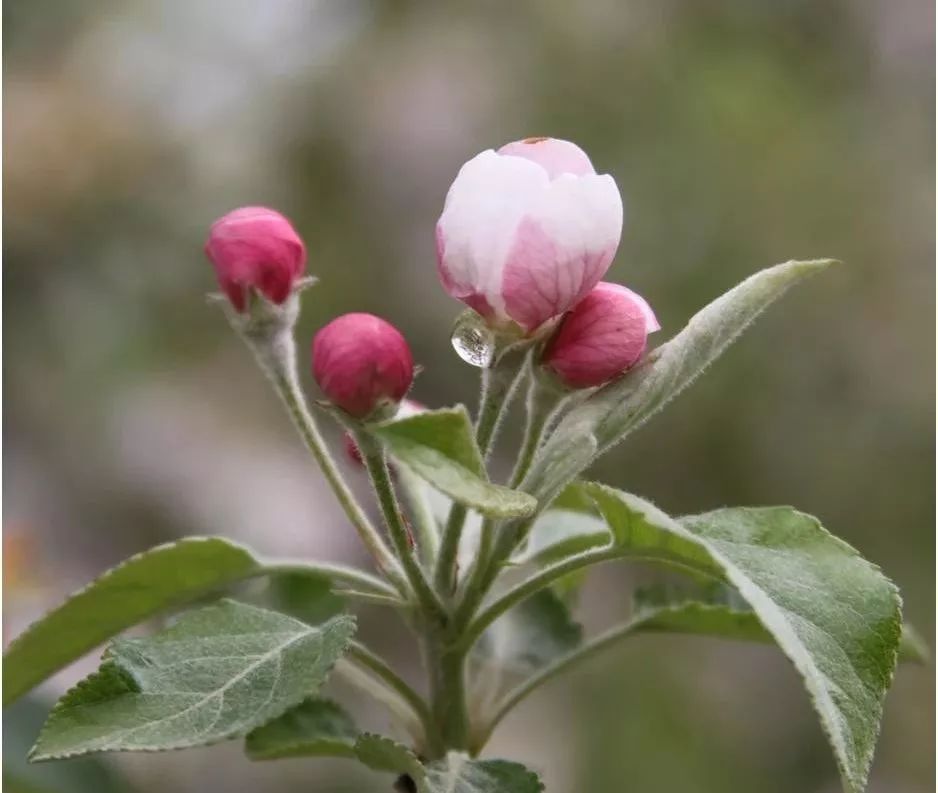 合理投资的正确方法,果园投资回报率