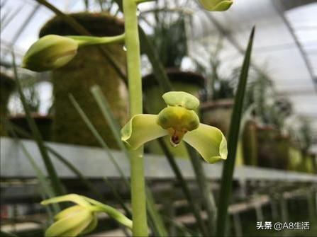 每日一品,蕙兰潘绿梅和庆华区别