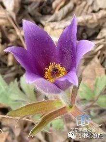 中药药材大全及功效,补肾中药大全及功效