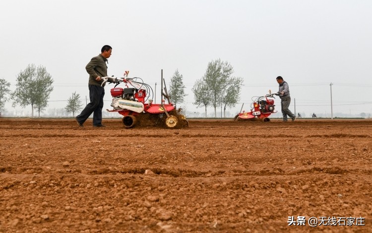 春耕生产忙播撒新希望,栾城生姜种植新政策
