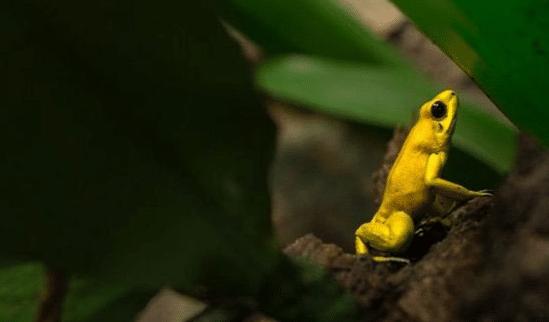 亚马逊雨林看起来是绿色天堂，实则是人类禁区，到底有多恐怖？