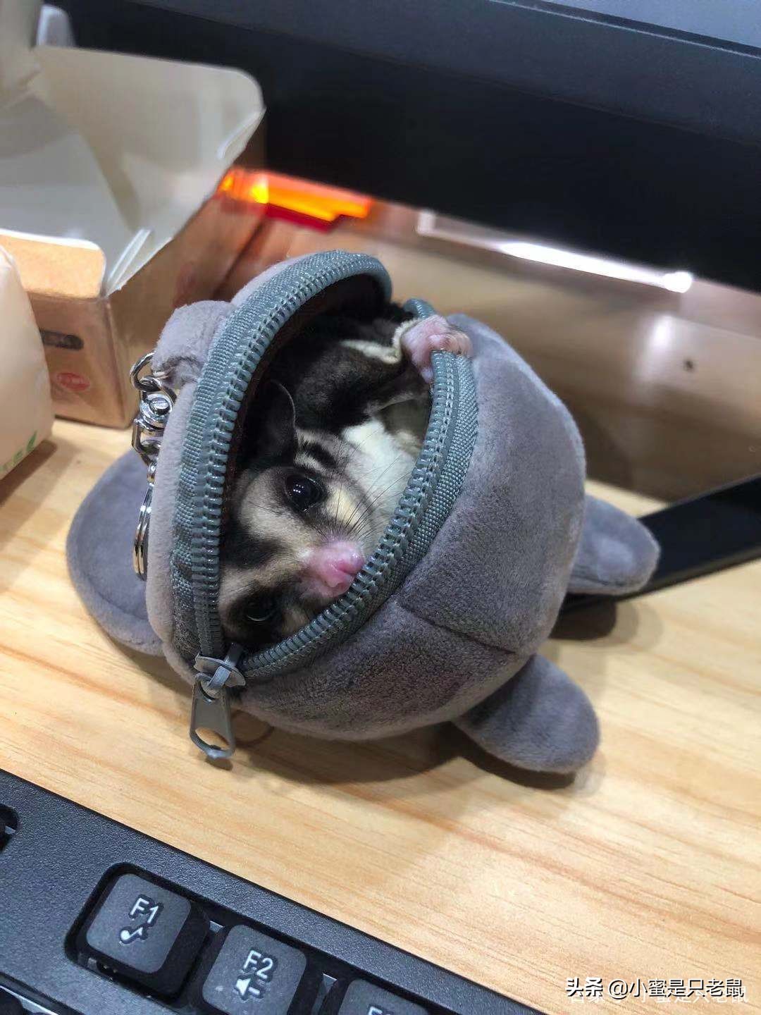 养宠日记300字,养宠日记