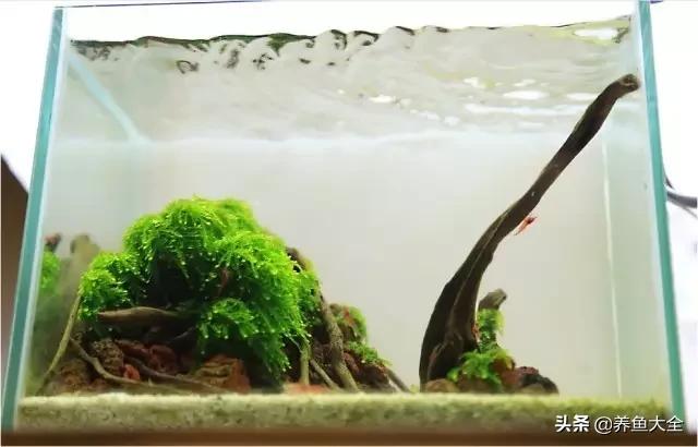 虾爆缸怎么办,极火虾怎么快速爆缸