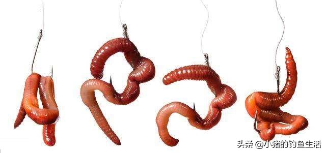 夏天蚯蚓钓鱼用多大的线组,用蚯蚓好钓鱼还是鱼饵好用