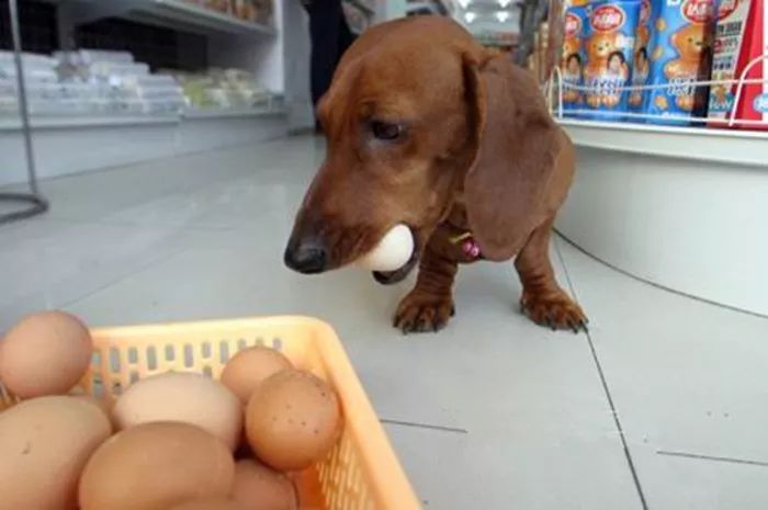 狗狗能不能吃溏心鸡蛋,狗狗肾衰竭可以吃鸡蛋吗