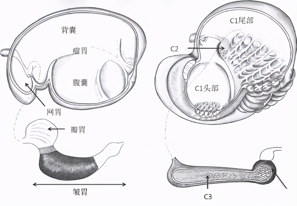 你知道为什么骆驼能吃仙人掌吗,吃仙人掌的骆驼为什么没有天敌