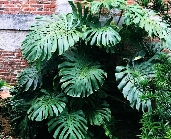 龟背竹的扦插方法和注意事项,怎么扦插龟背竹成活率高