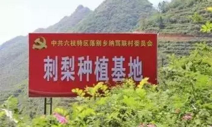 贵州野果可酿酒,农村野果酿酒设备