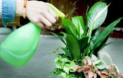 洋葱能做盆景吗,如何用洋葱做盆景