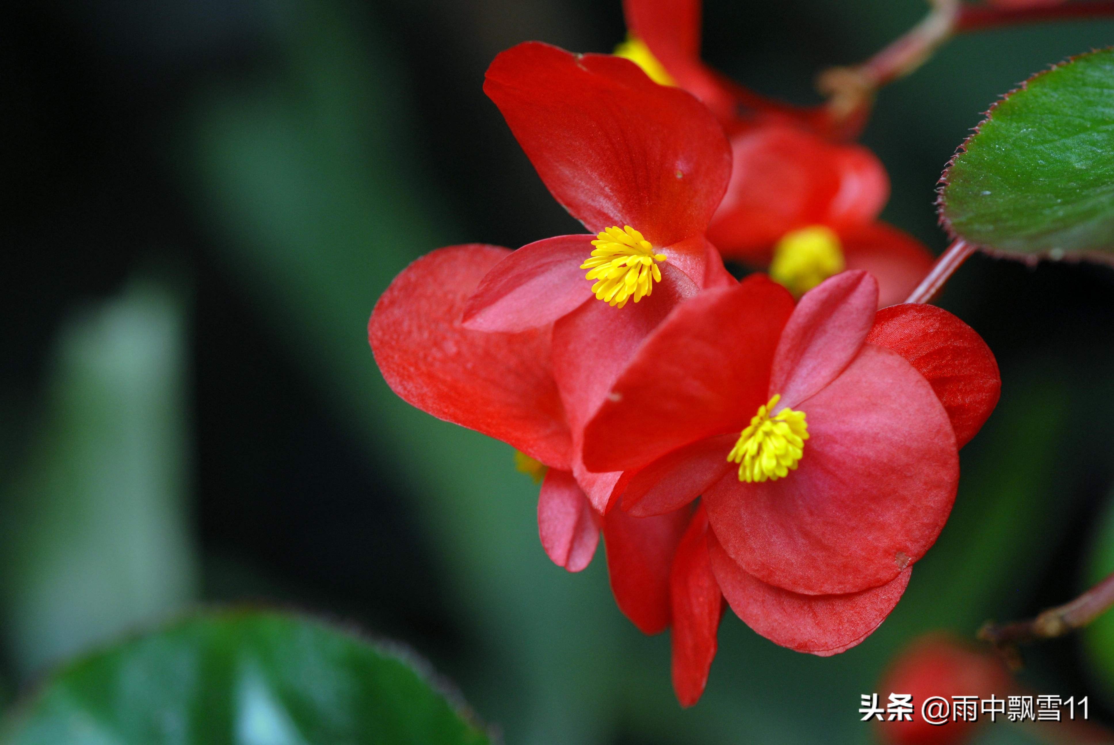 四季开花竹节海棠的繁殖方法,四季海棠怎么养视频教程