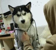 为什么现在年轻人喜欢养猫,当代年轻人不养孩子养猫