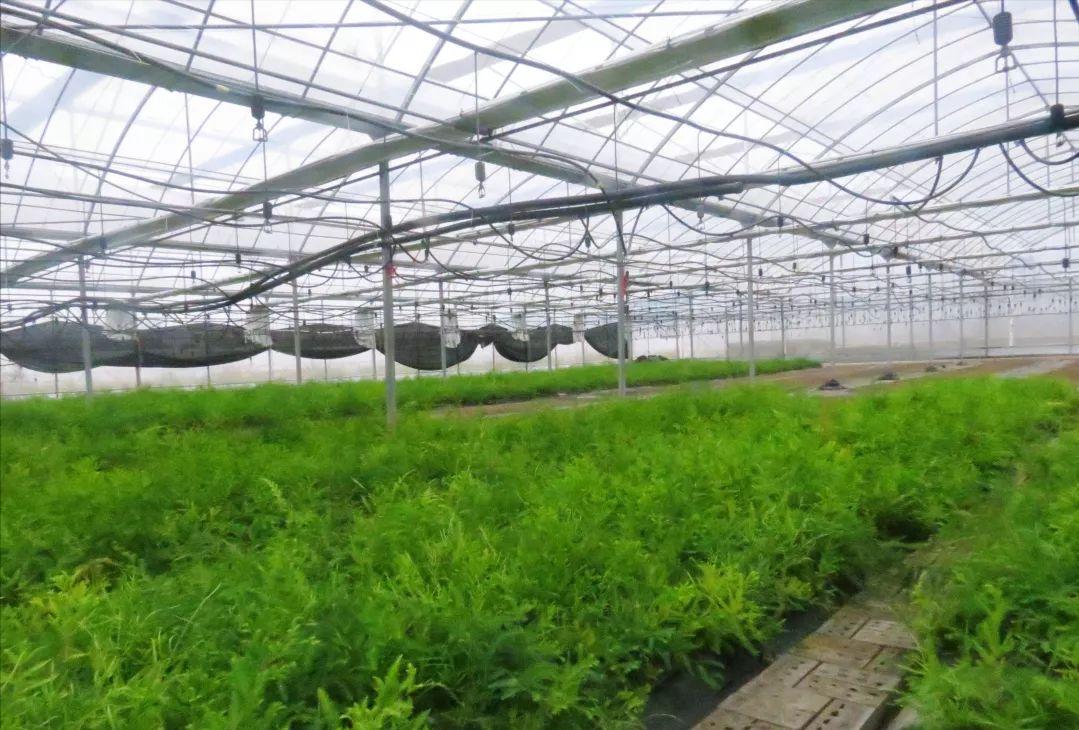 种植摇钱树致富经,荒山种植摇钱树