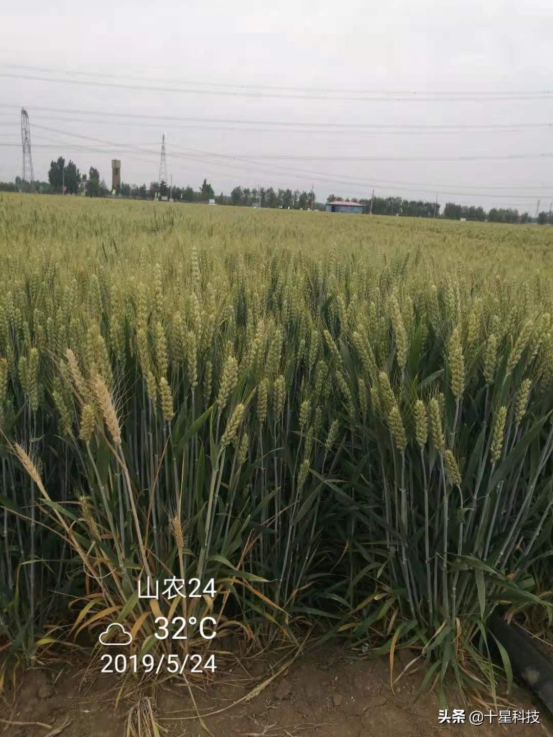 赠送种子助农增收活动,免费送稻种带动350户春耕